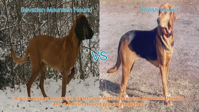 Video thumbnail for Bavarian Mountain Hound vs. Polish Hound: A Comparative Guide