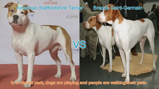 Video thumbnail for American Staffordshire Terrier vs. Braque Saint-Germain: A Breed Comparison