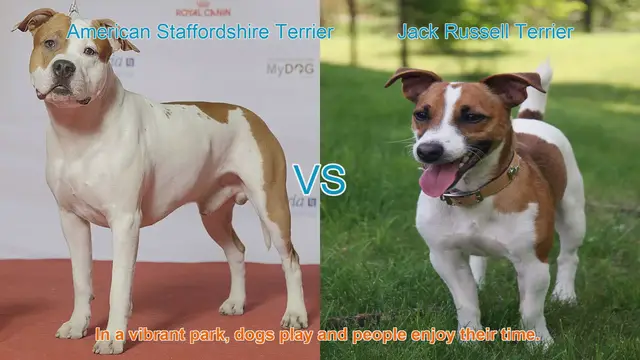 Video thumbnail for American Staffordshire Terrier vs. Jack Russell Terrier: A Breed Comparison