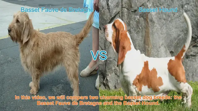 Video thumbnail for Basset Fauve de Bretagne vs. Basset Hound: A Breed Comparison