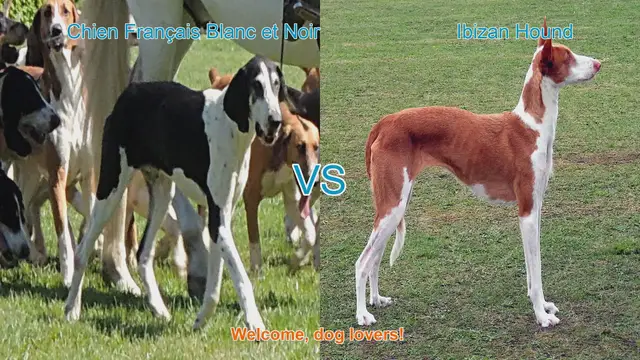 Video thumbnail for Dog Breed Showdown: Chien Français Blanc et Noir vs. Ibizan Hound