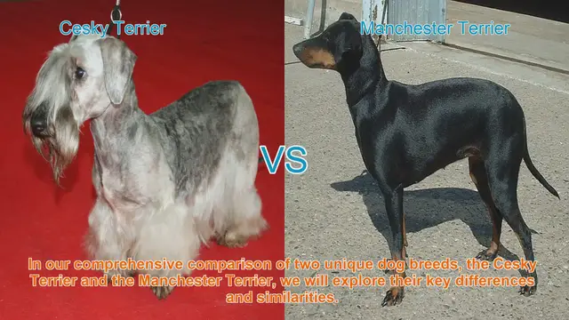 Video thumbnail for Comparing Cesky Terrier and Manchester Terrier: Key Differences and Similarities