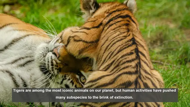 Video thumbnail for Top 10 Endangered Tiger Species: How You Can Help Save Them