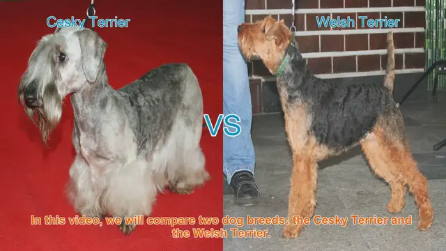 Video thumbnail for Cesky Terrier vs. Welsh Terrier: A Comprehensive Comparison