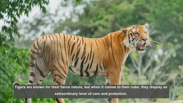 Video thumbnail for 10 Amazing Stories of Tiger Mothers Saving Their Cubs