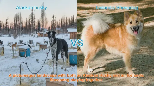 Video thumbnail for Alaskan Husky vs. Icelandic Sheepdog: A Comparison of Two Remarkable Dog Breeds