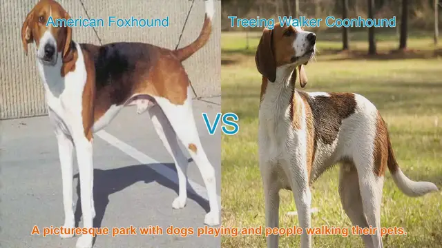 Video thumbnail for American Foxhound vs. Treeing Walker Coonhound: A Breed Comparison