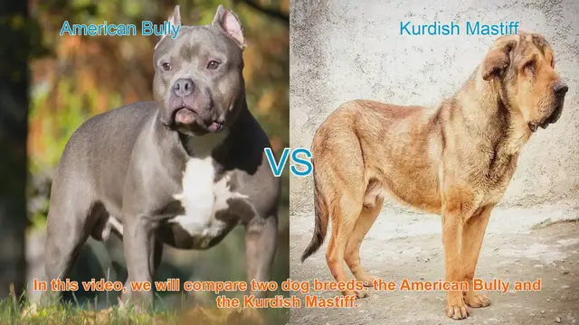 Video thumbnail for American Bully vs. Kurdish Mastiff: A Comprehensive Comparison