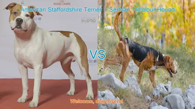 Video thumbnail for American Staffordshire Terrier vs. Serbian Tricolour Hound: A Breed Comparison