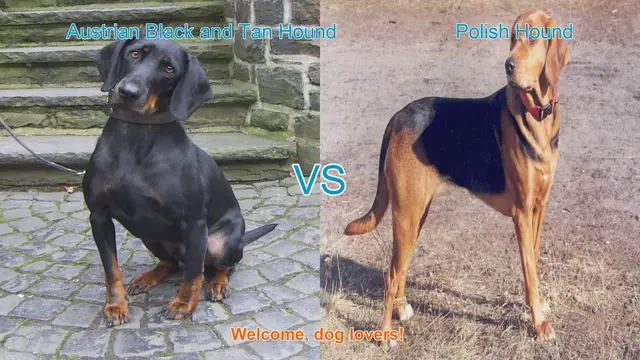 Video thumbnail for Austrian Black and Tan Hound vs. Polish Hound: A Comprehensive Comparison