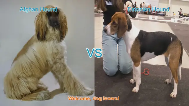 Video thumbnail for Afghan Hound vs. Estonian Hound: A Comparison of Elegance and Versatility