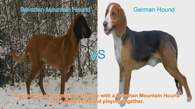 Video thumbnail for Bavarian Mountain Hound vs. German Hound: A Comparative Guide