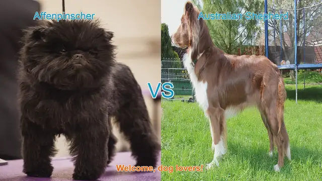 Video thumbnail for Affenpinscher vs. Australian Shepherd: A Comprehensive Breed Comparison