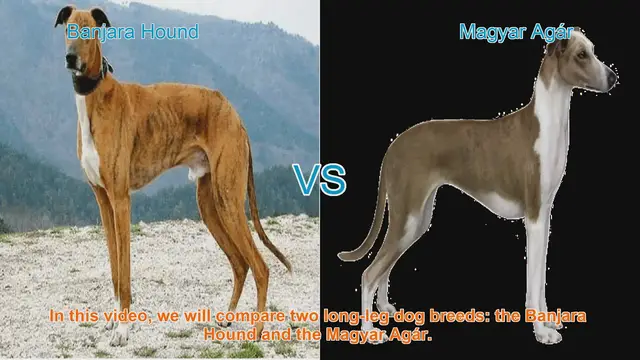 Video thumbnail for Banjara Hound vs. Magyar Agár: A Comparative Guide