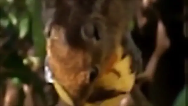 Video thumbnail for Squirrel eating fruit/Squirrel eating guava fruit on tree