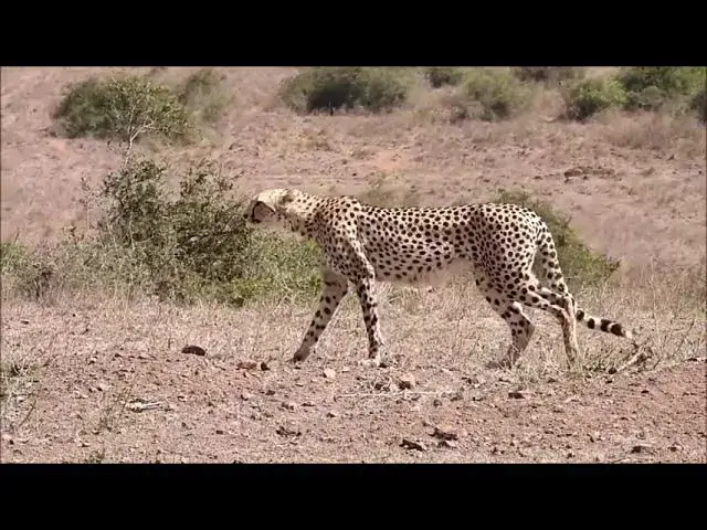 'Video thumbnail for Interesting Facts about Cheetahs'