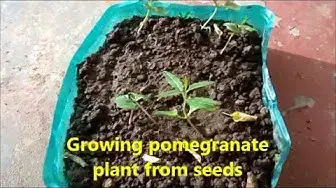 Video thumbnail for Growing pomegranate plant from seeds / How to grow pomegranate plant at your home