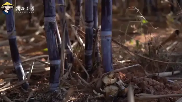 Video thumbnail for 砍2000多斤甘蔗，熬了100多斤甘蔗原汁红糖，一家人忙了2天【滇西小哥】 (720p 25fps)