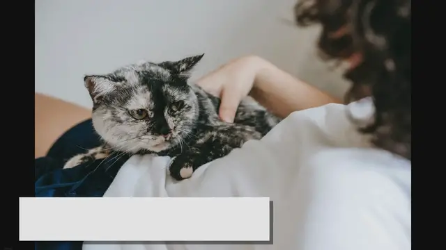 Video thumbnail for Teacup Ragdoll: Everything You Need to Know About Them