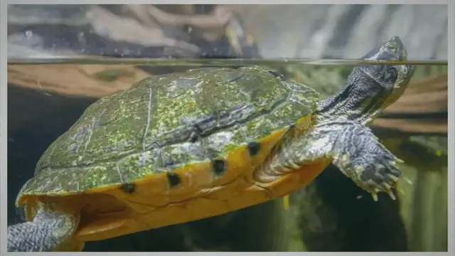 'Video thumbnail for Ideal Tank Mates for Softshell Turtles – Creating a Harmonious Environment'