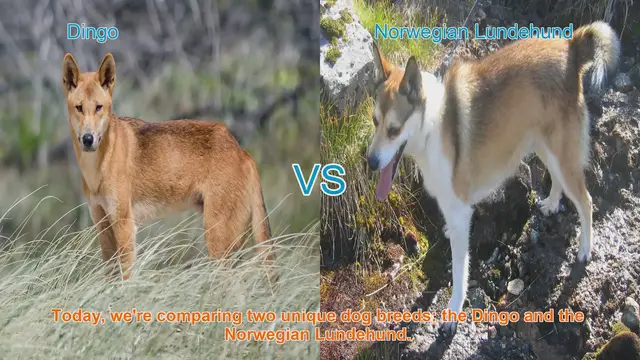 Video thumbnail for Dingo vs. Norwegian Lundehund: A Comparison of Unique Dog Breeds