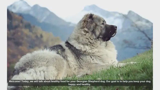 Video thumbnail for Healthy Diet Tips for Your Georgian Shepherd Dog