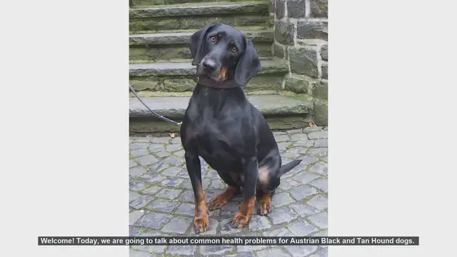 Video thumbnail for Common Health Problems in Austrian Black and Tan Hound Dogs