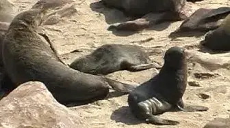 Video thumbnail for Robbenkolonie am Cape Cross | Namibia