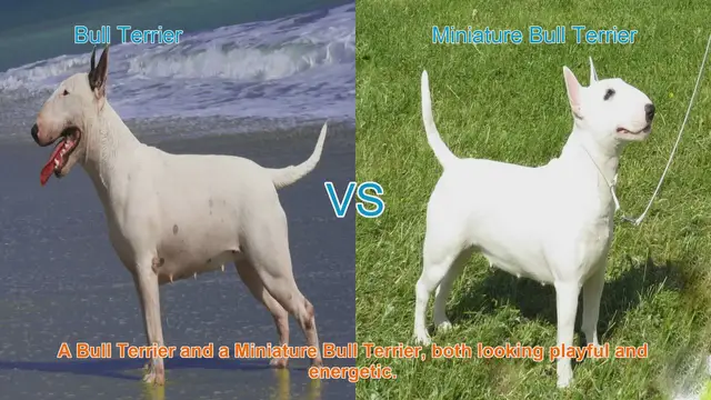 Video thumbnail for Bull Terrier vs. Miniature Bull Terrier: A Comprehensive Comparison