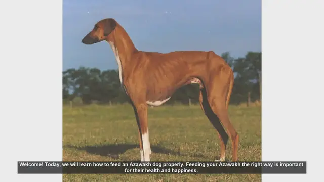 Video thumbnail for How to Properly Feed Your Azawakh Dog