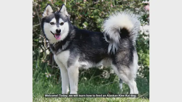 Video thumbnail for How to Properly Feed Your Alaskan Klee Kai Dog