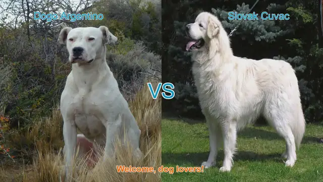 Video thumbnail for Dog Breed Comparison: Dogo Argentino vs. Slovak Cuvac