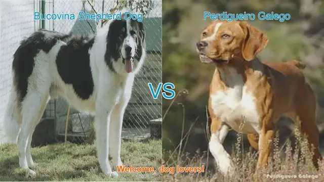 Video thumbnail for Bucovina Shepherd Dog vs. Perdigueiro Galego: A Detailed Breed Comparison