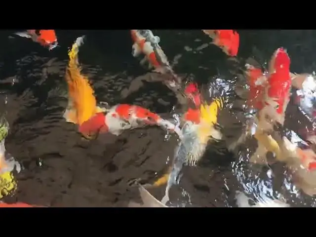 Video thumbnail for Koi Fish Feeding Guide: Before and After Transportation