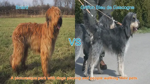 Video thumbnail for Briard vs. Griffon Bleu de Gascogne: A Comparison of Long-Haired Dog Breeds
