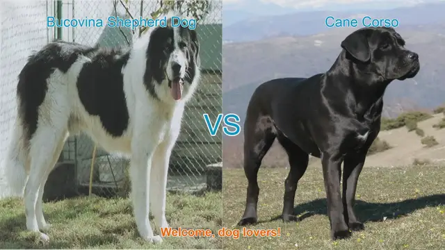 Video thumbnail for Bucovina Shepherd Dog vs. Cane Corso: A Detailed Breed Comparison