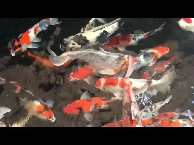 Video thumbnail for Koi Fish Growth: The Role of Herbal Supplements