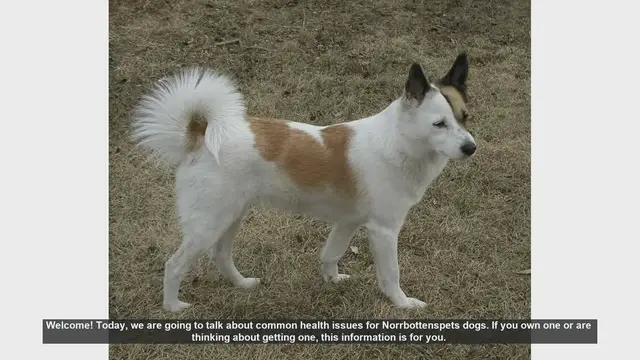 Video thumbnail for Common Health Issues in Norrbottenspets Dogs: What You Need to Know