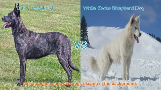 Video thumbnail for Comparing Dutch Shepherd vs. White Swiss Shepherd Dog: Origins, Characteristics, and Traits