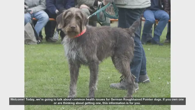 Video thumbnail for Common Health Issues in German Roughhaired Pointers: What You Need to Know