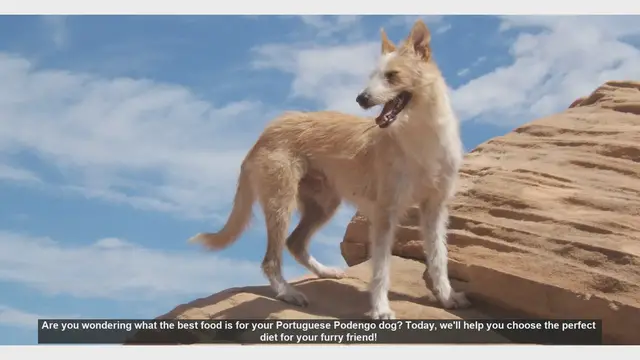 Video thumbnail for Best Food for Your Portuguese Podengo: A Complete Guide