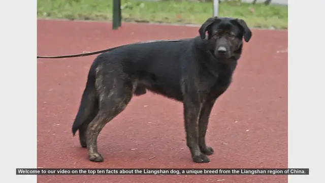 Video thumbnail for Top 10 Fascinating Facts About the Liangshan Dog