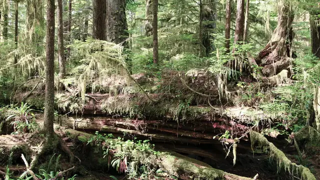Video thumbnail for Rainforest-Trail im Pacific-Rim-NP | Vancouver Island