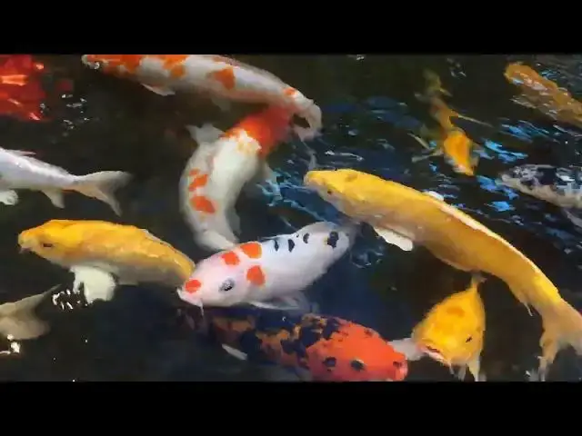 Video thumbnail for Ich in Koi Fish: Symptoms and Treatment Guide