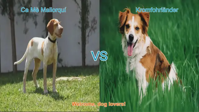 Video thumbnail for Dog Breed Showdown: Ca Mè Mallorquí vs. Kromfohrländer