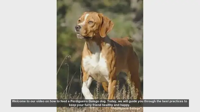 Video thumbnail for Feeding Your Perdigueiro Galego: Best Practices for a Healthy Dog