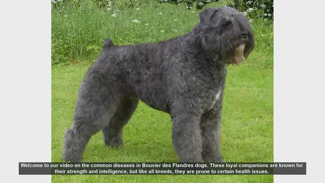 Video thumbnail for Common Health Issues in Bouvier des Flandres Dogs