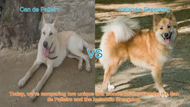Video thumbnail for Can de Palleiro vs. Icelandic Sheepdog: A Breed Comparison