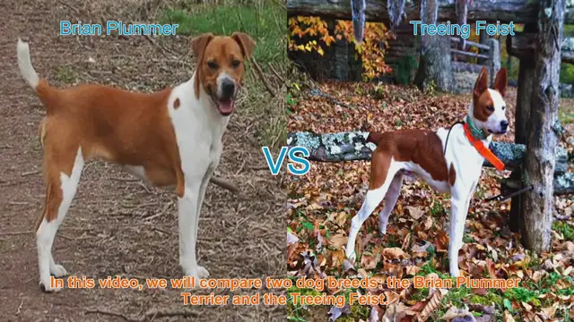 Video thumbnail for Comparing Brian Plummer Terrier vs. Treeing Feist: Which Breed is Right for You?