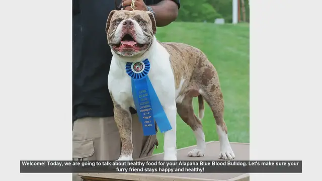 Video thumbnail for Healthy Diet Tips for Your Alapaha Blue Blood Bulldog